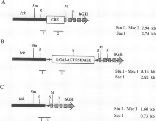 graphic file with name pnas01089-0209-a.jpg