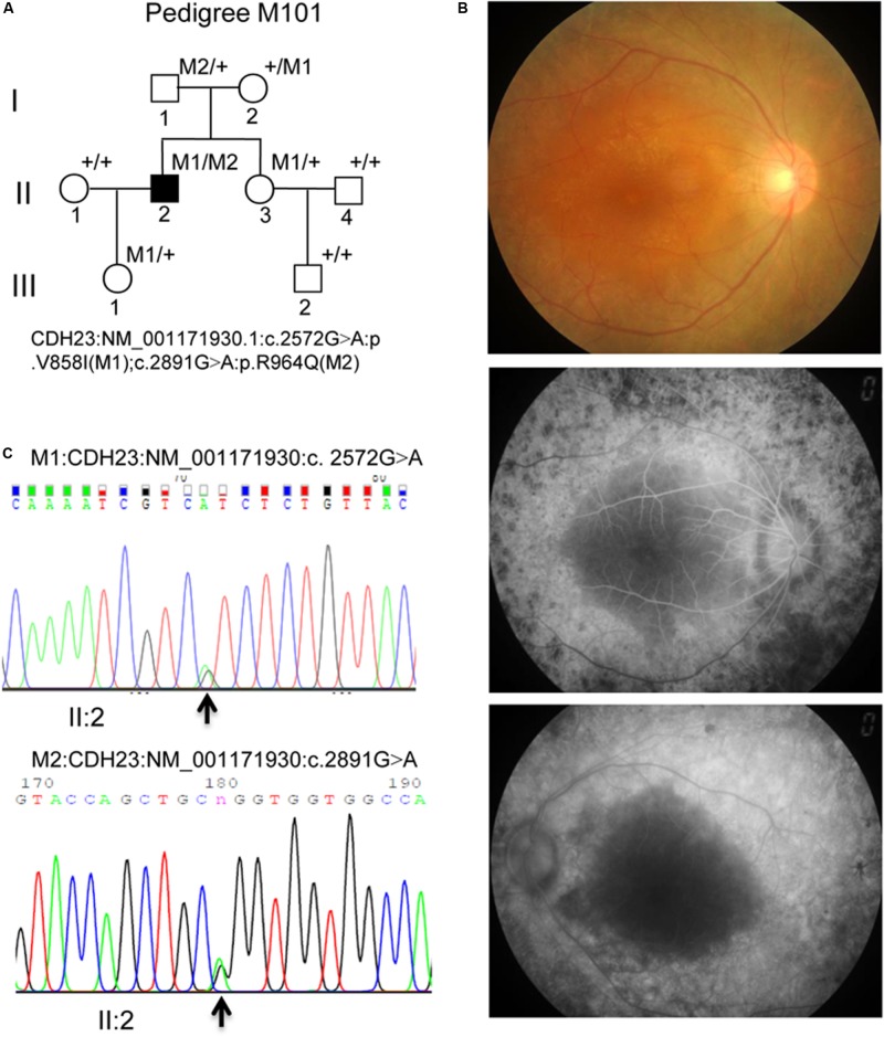 FIGURE 1