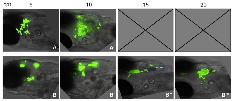 Figure 5