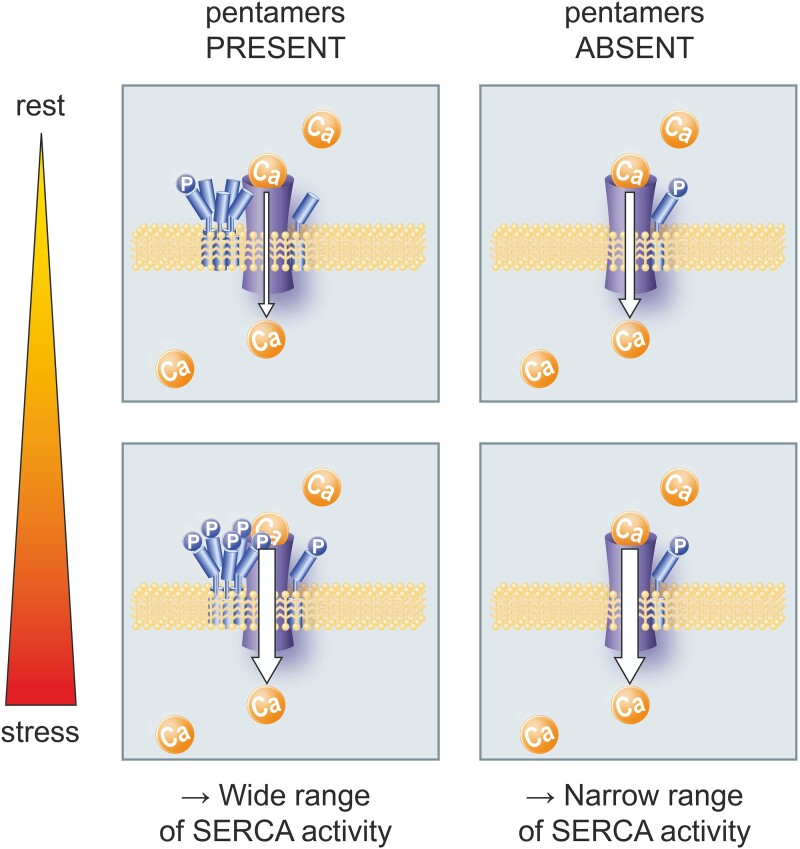 Graphical Abstract