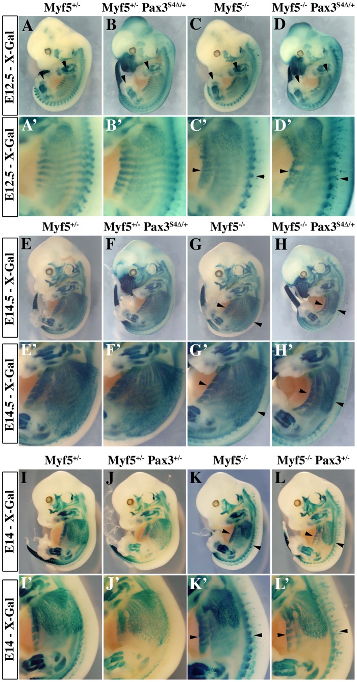 Figure 5