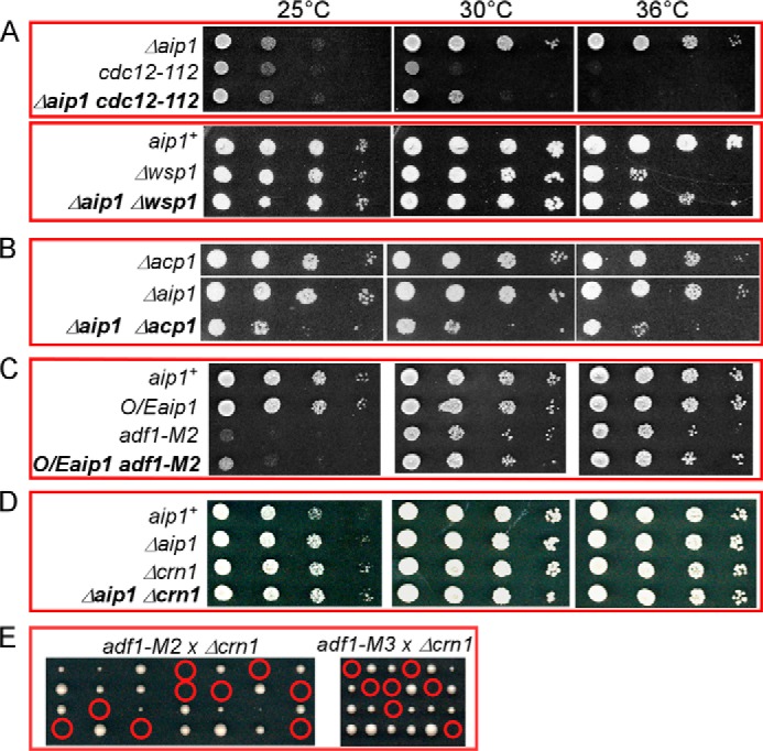 FIGURE 4.