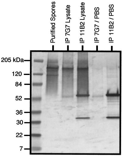 FIG. 8