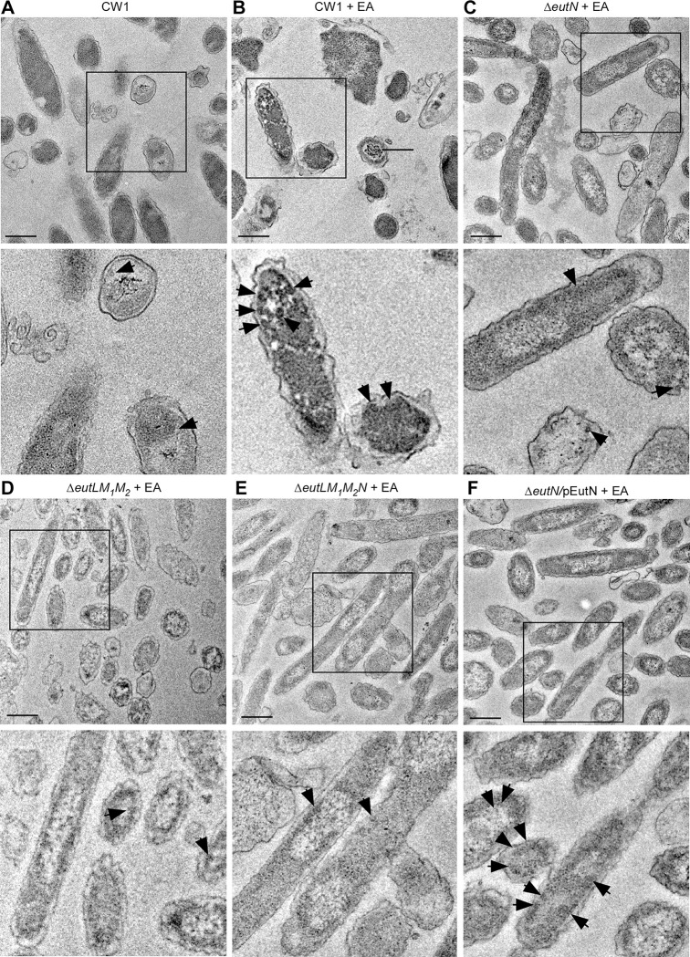 Figure 4: