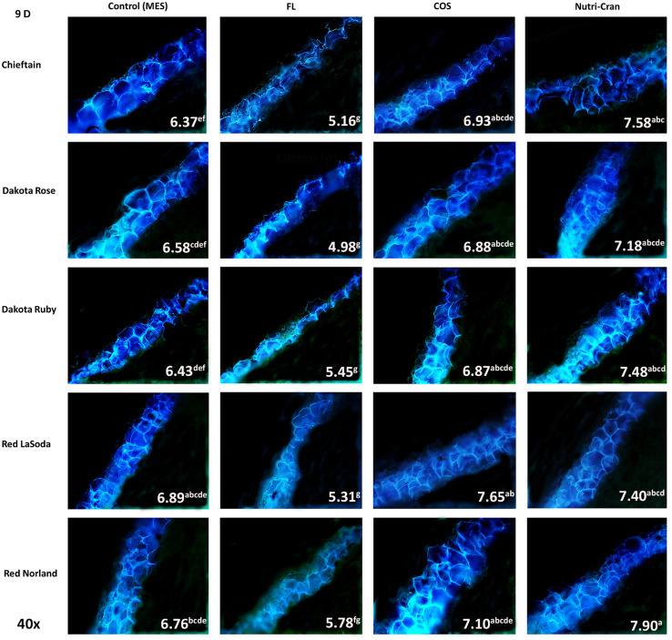 Figure 4