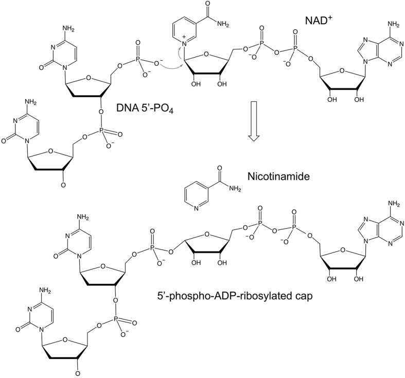 Figure 7.