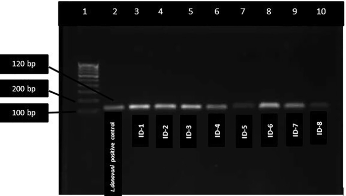 Figure 4