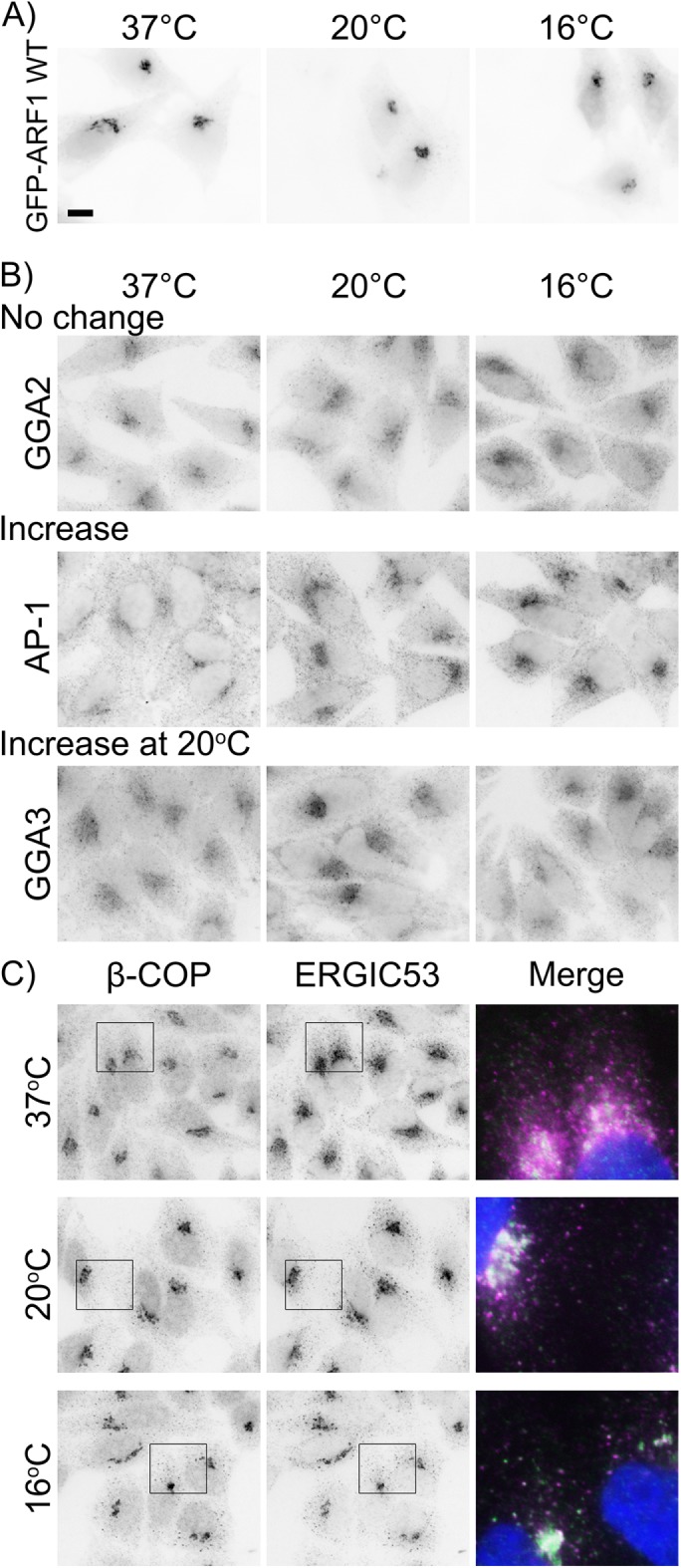 FIGURE 5: