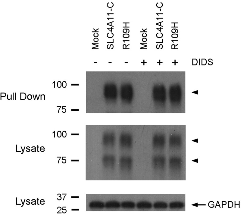 Fig. 8.