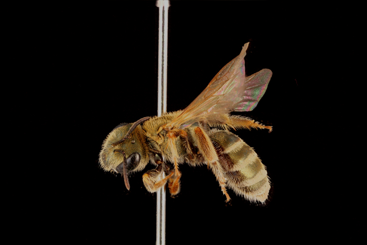 Figure 6c.