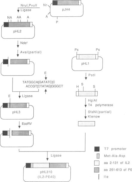 graphic file with name pnas00258-0203-a.jpg