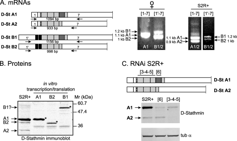 FIGURE 2.