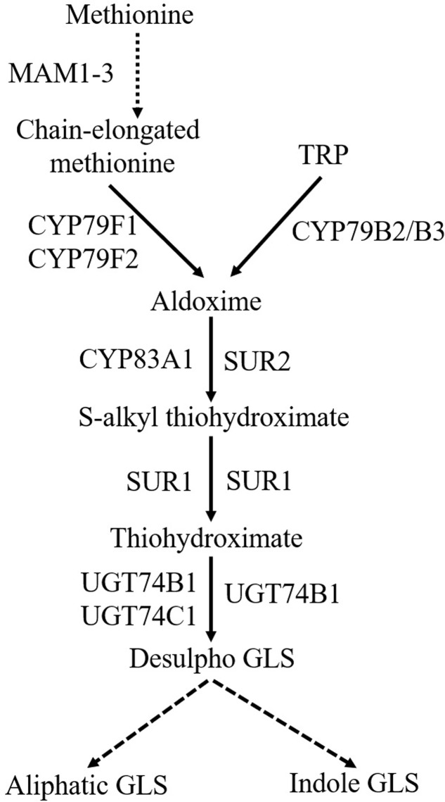 FIGURE 2