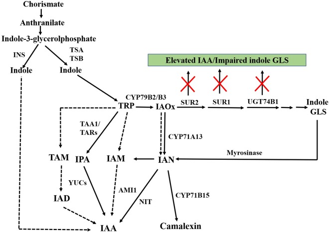 FIGURE 3