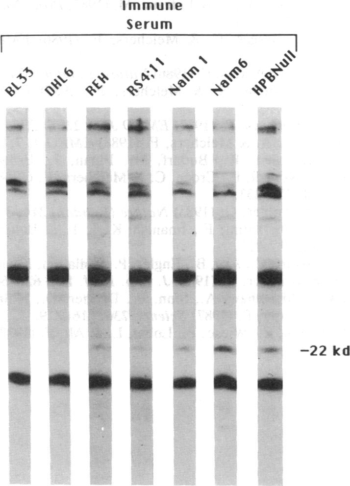 graphic file with name pnas00281-0348-e.jpg