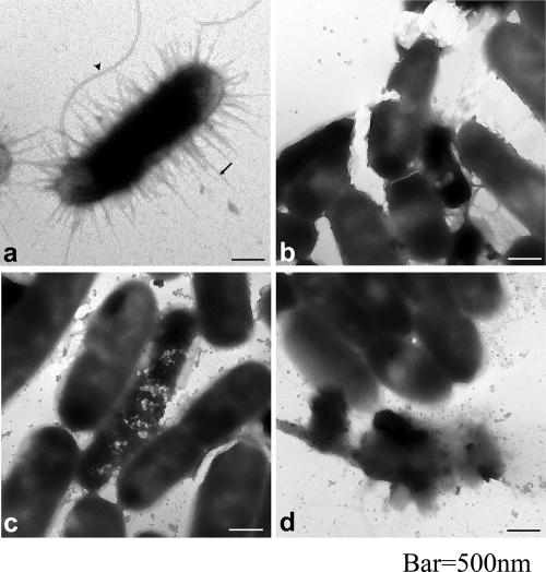 FIG. 8.