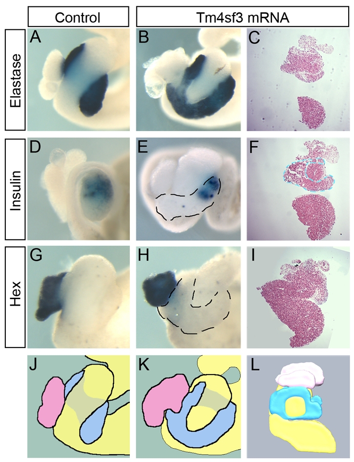 Fig. 8.