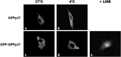 FIG. 5.