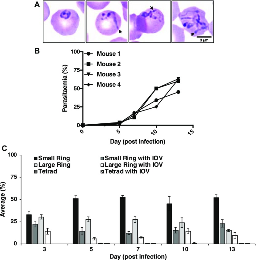 Figure 2.