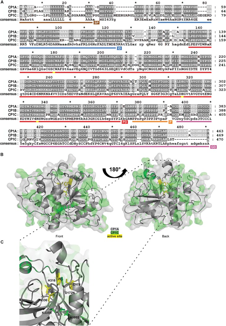 FIGURE 4