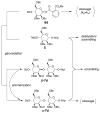 Scheme 4
