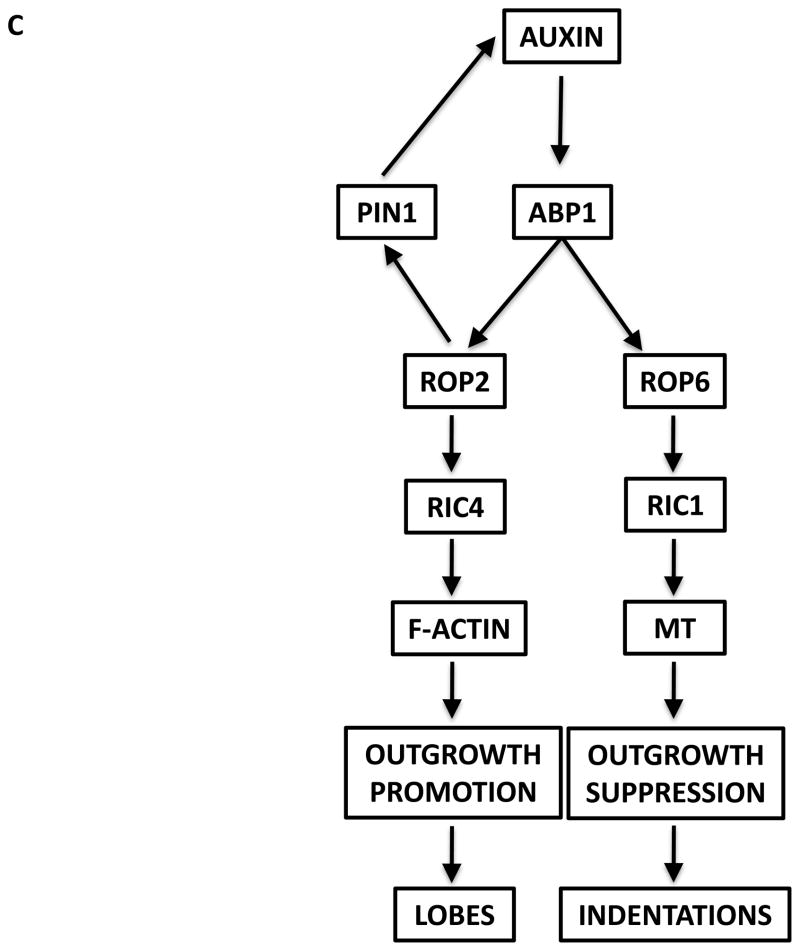 New Insights into Rho signaling from plant ROP/Rac GTPases - PMC