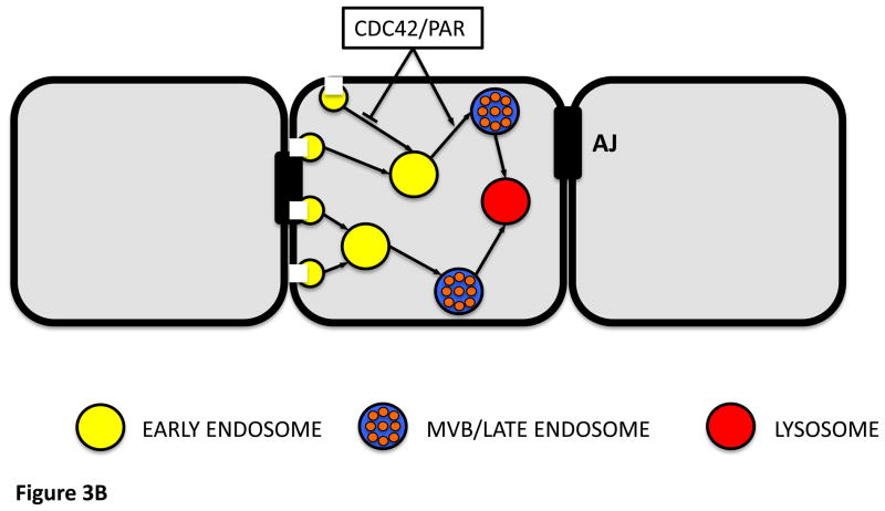 New Insights into Rho signaling from plant ROP/Rac GTPases - PMC