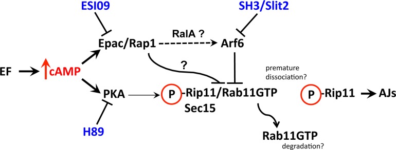 Fig 6