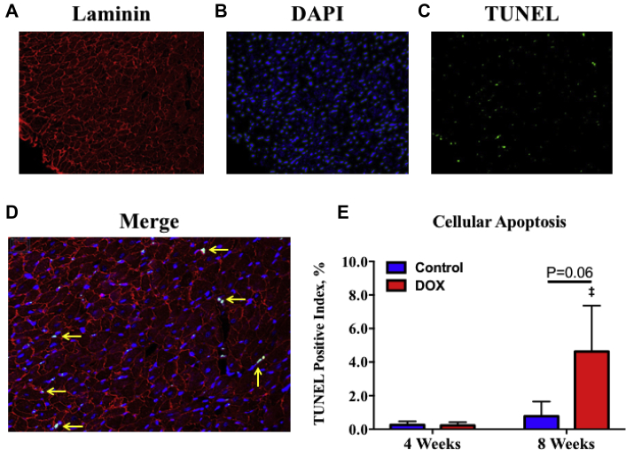 Figure 6