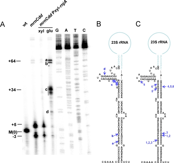 FIG. 1.