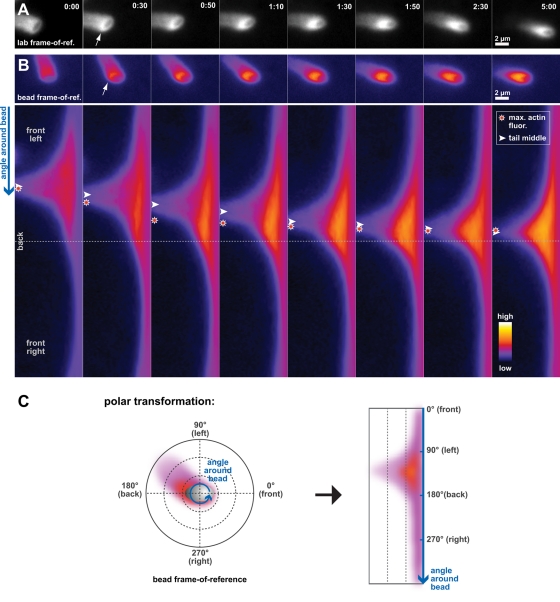 FIGURE 6: