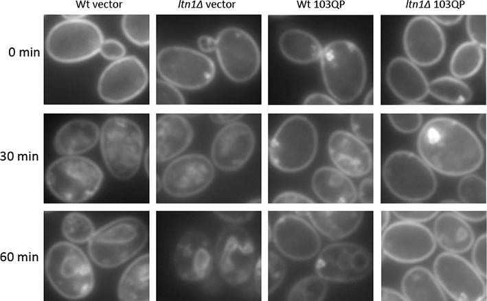 Figure 3—figure supplement 1.