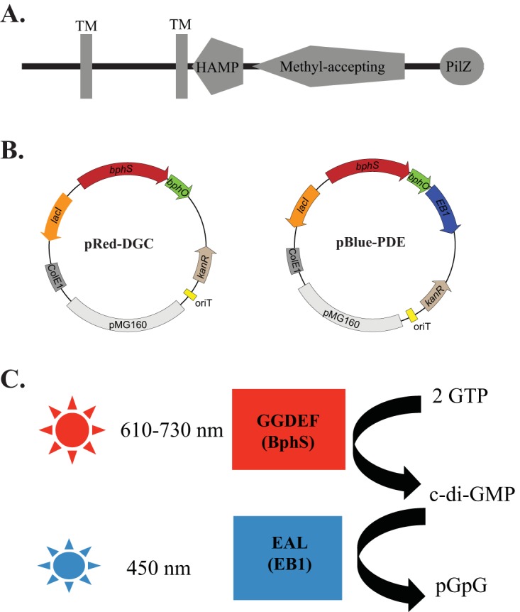 FIG 1