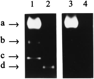 FIG. 6