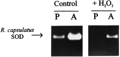 FIG. 8