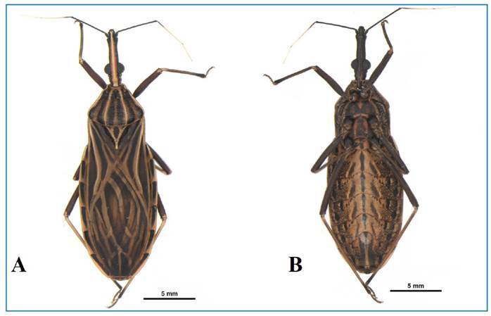 FIGURE 2: