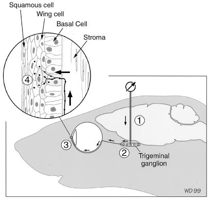 FIG. 1