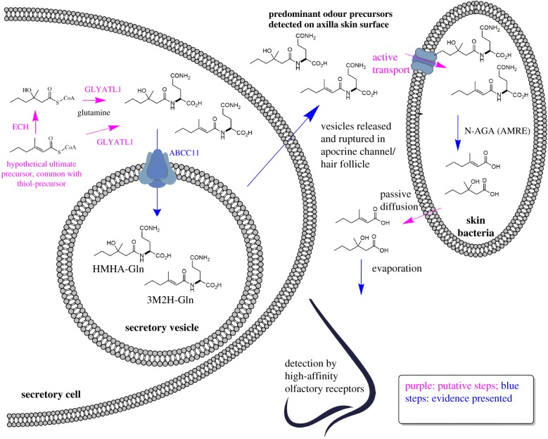 Figure 5.