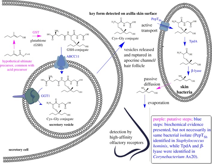 Figure 4.