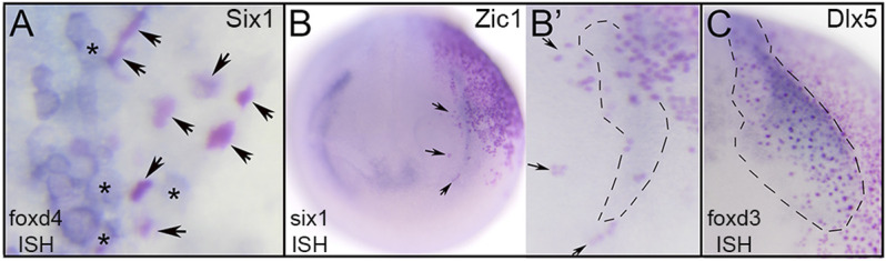 FIGURE 6