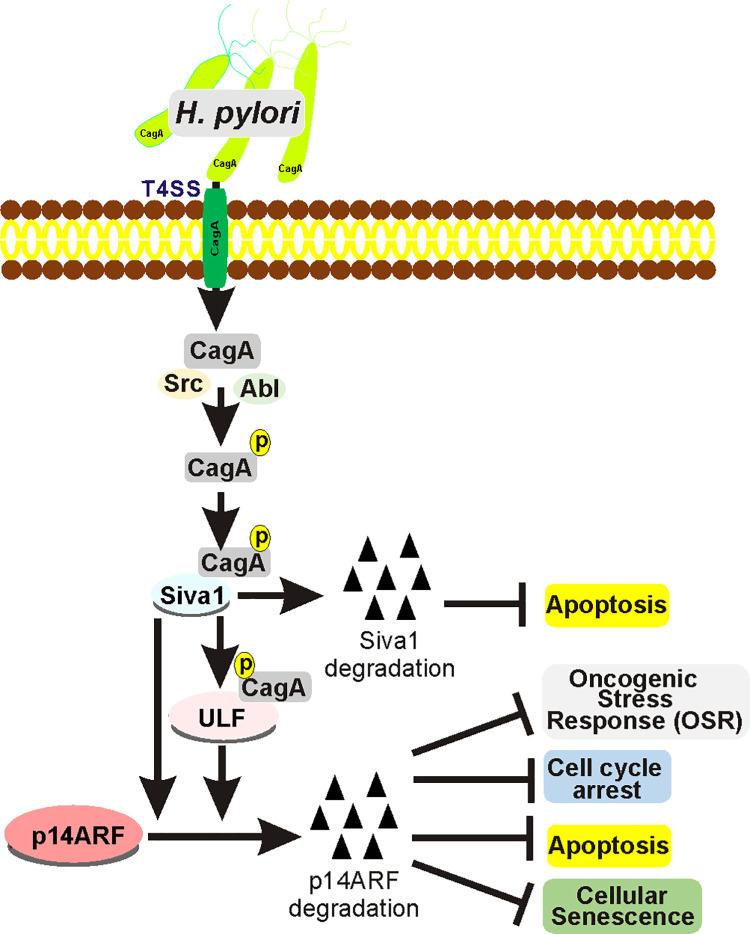 Fig 9