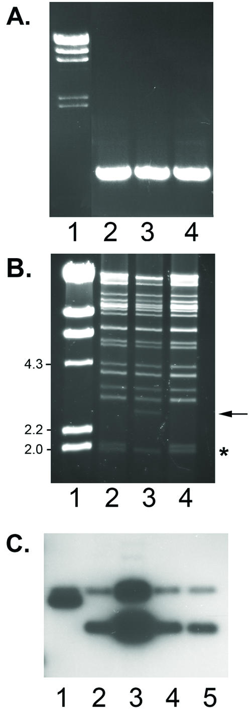 FIG. 2.