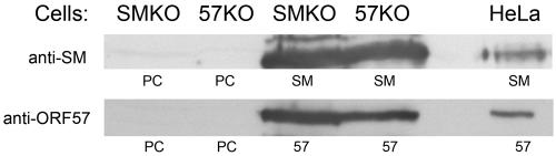 FIG. 8.