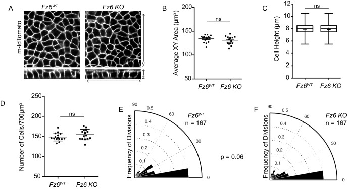 Figure 5—figure supplement 1.