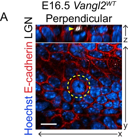 Figure 3—figure supplement 1.