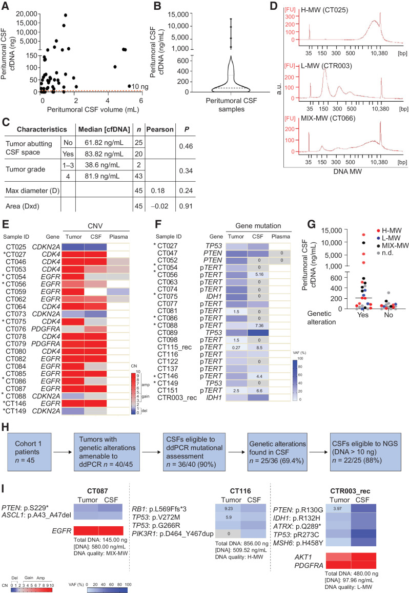 Figure 2. Cohort 1: Comparative analysis of peritumoral CSF and tumor tissues A, Analysis of DNA amount versus CSF volume in peritumoral CSF samples from Cohort 1 (n = 45). Red line indicates the threshold of minimal DNA content (10 ng) for NGS analysis (Spearman correlation between total CSF DNA amount and volume, r = 0.36, P = 0.014). B, Analysis of cfDNA concentration in peritumoral CSF samples from Cohort 1 (n = 45). Gray line, median DNA concentration = 77.2 ng/mL. C, Correlation between peritumoral CSF cfDNA concentration and tumor features such as proximity to a CSF space (ventricle or cistern), tumor grade and size. Median cfDNA concentrations were compared between groups defined by proximity to CSF space or tumor grades (non parametric Wilcoxon–Mann–Whitney test). Maximal tumor diameter and areas (as reported in Supplementary Table S1) were correlated with cfDNA concentration in all CSF samples (Pearson correlation). N, number of tumors. D, cfDNA analysis showing the presence of either low (L) or high (H) or mixed (MIX) molecular weight (MW) DNA in representative CSF samples (Bioanalyzer output). E and F, Heatmaps showing peritumoral CSF samples eligible to ddPCR (n = 36) analyzed for selected genetic alterations found in the corresponding tumors. E, copy-number variations (CNV). Red, amplifications (CN > 5) and gains (3 < CN < 5); blue, deletions (CN < 1.5). Color legend for CNV is shown. F, Gene mutations. Color legend for VAF (variant allele frequency) is shown. VAF < 10% are reported. *, Samples tested for both CNV and mutations. G, Dot plot indicating cfDNA concentration and MW features in the groups of peritumoral CSF samples where tumor genetic alterations were detected (yes) or not (no) by ddPCR. No statistically significant association was found between DNA MW type and the possibility to detect mutations in CSF (χ2 test for a Ptrend = 0.39, df = 1). H, Flow-chart: Shortlisting of peritumoral CSF samples from sample collection to eligibility to NGS analysis. I, Comparative NGS analysis showing correspondence between matched peritumoral CSF cfDNAs and tumor tissue DNAs. CSF cfDNA total amount, concentration and quality (MW), and VAF < 10% are reported. Color legends for heatmaps (CN and VAF) are shown.