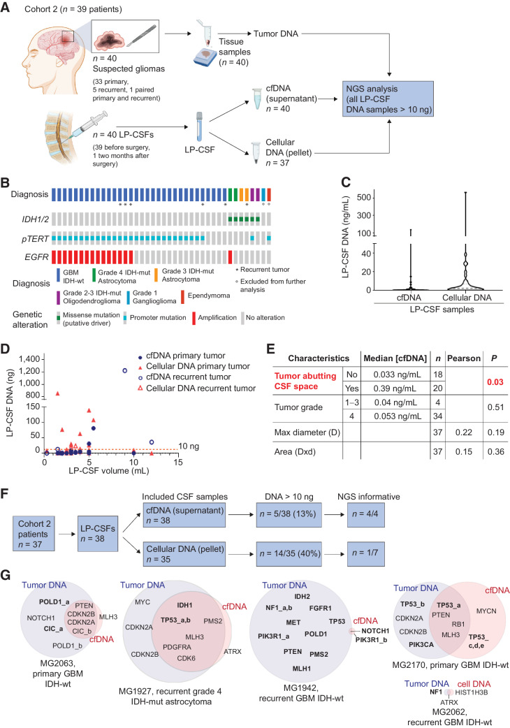 Figure 3. Cohort 2: LP-CSF NGS analysis A, Experimental design. Cohort 2 patients yielded fresh or archive tumor tissues (n = 40) and CSF sampled by LP (LP-CSF, n = 40). From LP-CSF, DNA was recovered from either the supernatant (cfDNA) or the pellet (cellular DNA). Wherever possible, tumor tissue DNA and LP-CSF DNA were compared by NGS analysis. B, Oncoprint of Cohort 2 patients based on detection of IDH1/2 mutation by IHC, pTERT sequencing, and EGFR amplification analysis by FISH. C, Analysis of DNA concentration in LP-CSF samples (cfDNA from supernatants or cellular DNA from pellets) in Cohort 2. Gray line, Median DNA concentration (cfDNA = 0.05 ng/mL; cellular DNA = 2.14 ng/mL). D, Analysis of DNA amount (cfDNA from supernatants and cellular DNA from pellets) versus LP-CSF volume in samples from Cohort 2 (n = 38). Primary or recurrent tumors are indicated. Red line indicates the threshold of minimal DNA content (10 ng) required for NGS analysis (Spearman correlation between cfDNA amount and LP-CSF volume, r = 0.38, P = 0.021; between cellular DNA and LP-CSF volume, r = 0.10, P = 0.56). E, Correlation between tumor features (proximity to CSF space, tumor grade and size) on the one hand, and LP-CSF cfDNA concentration on the other. Median DNA concentrations were compared between groups defined by proximity to CSF space or tumor grades (non parametric Wilcoxon–Mann–Whitney test). Maximal tumor diameter and areas (as reported in Supplementary Table S9) were correlated with DNA concentration in LP-CSF samples (Pearson correlation). N, Number of tumors. Red, statistically significant correlation. F, Flow-chart, shortlisting of LP-CSF samples from collection to NGS eligibility and overall results. G, Venn diagrams summarizing NGS results, showing the degree of correspondence between paired LP-CSF (cfDNA or cellular DNA) and tumor tissue DNA. Pairing between tumor and LP-CSF was verified by SNP ID (Supplementary Data S3). Bold, single-nucleotide variations. Regular, copy-number variations.