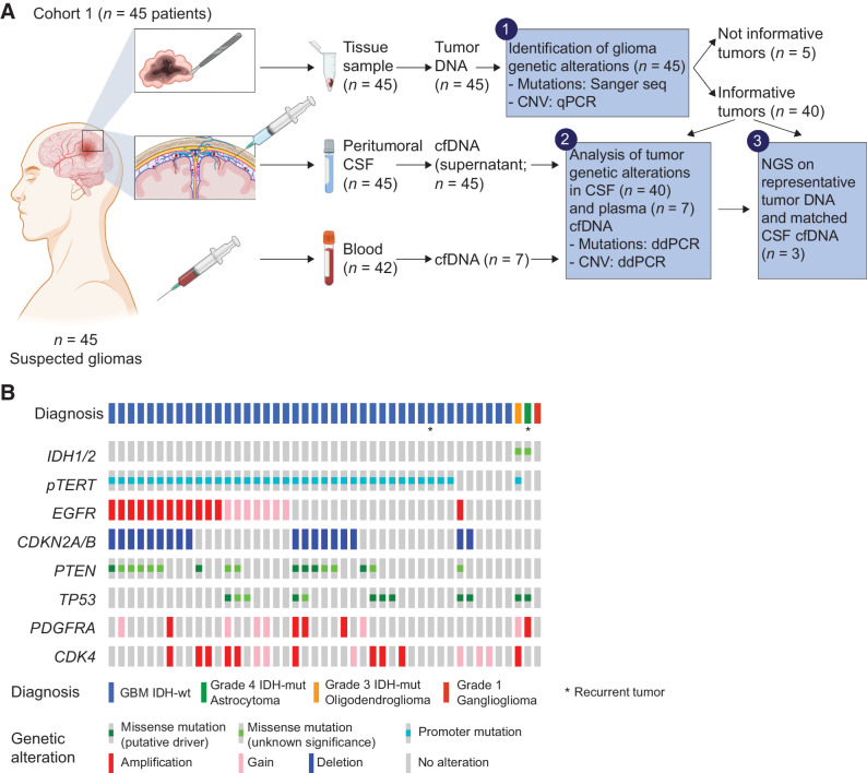 Figure 1. Cohort 1, Experimental design for glioma and CSF comparative analysis, and tumor characterization A, Experimental design. Cohort 1 patients provided fresh tumor tissues (n = 45), CSF sampled from liquoral spaces in proximity with the surgical field (peritumoral CSF, n = 45) and blood samples (n = 42). Tumor tissue DNA underwent analysis of frequently occurring glioma genetic alterations (by Sanger sequencing and qPCR, step 1). Genetic alterations of informative tumors were searched in cell-free DNA (cfDNA) isolated from CSF or blood plasma by ddPCR assays tailored on the specific sequence alterations (step 2). Selected tumor tissue and CSF DNA samples underwent NGS (step 3). B, Glioma histopathological and molecular diagnosis, and genetic alterations in a selected panel of GBM-associated genes, detected by Sanger sequencing (mutations) and qPCR analysis (copy-number variations) in tumor tissues.