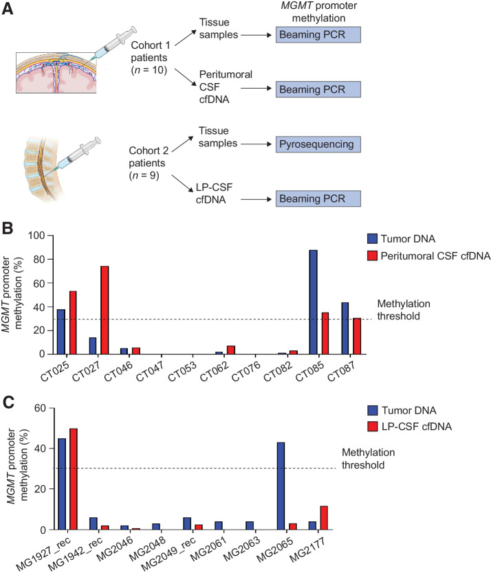 Figure 5. Cohort 1 and 2, MGMT promoter methylation in peritumoral and LP-CSF cfDNA A, Experimental design. A panel of matched tumor tissues and CSFs (Cohort 1, n = 10; Cohort 2: n = 9) underwent evaluation of MGMT promoter methylation either by beaming PCR or pyrosequencing. B, Cohort 1, the percentage of MGMT promoter methylation measured by beaming PCR in a panel of matched tumor DNAs and peritumoral CSF cfDNAs. C, Cohort 2, the percentage of MGMT promoter methylation measured in a panel of matched tumor DNAs (pyrosequencing) and LP-CSF cfDNAs (beaming PCR). Dotted line, threshold to define MGMT promoter methylation (30%).