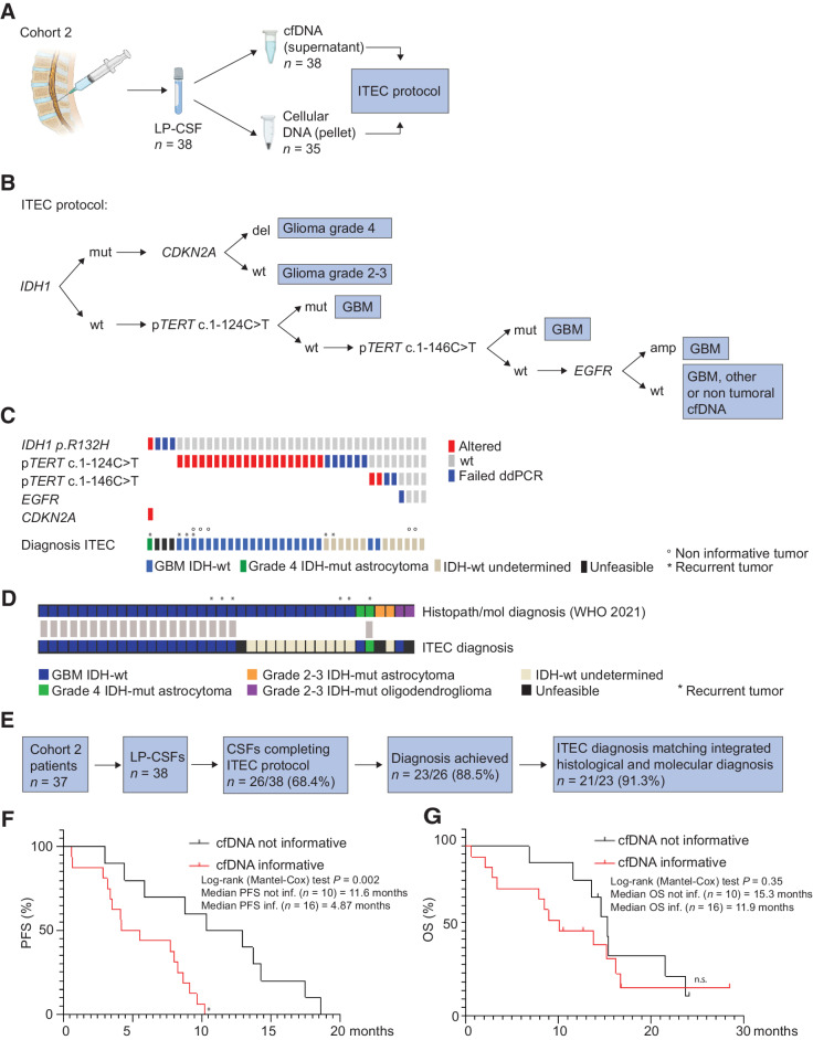 Figure 4. Cohort 2, Targeted analysis of LP-CSF for glioma differential diagnosis A, Experimental design. In Cohort 2 patients with glioma, DNA recovered from LP-CSF (n = 38), either from supernatant (cfDNA, n = 38) or pellet (cellular DNA, n = 35), underwent the ITEC protocol. B, Schematic of ITEC protocol. C, Oncoprint of genetic alterations detected through the ITEC protocol and the resulting diagnosis according to WHO 2021 definitions. IDH-wt undetermined: GBM or other tumor type or non-tumoral DNA; unfeasible, ITEC protocol stopped at first step. D, Graph showing concordance (gray bars) between diagnosis based on histopathological and molecular criteria (according to WHO2021) and ITEC-based molecular diagnosis. E, Flowchart, sample shortlisting from LP-CSF sample collection to ITEC protocol outcome. F and G, Correlation between attainment of ITEC diagnosis and progression-free survival (PFS, significant, F) and overall survival of primary patients with GBM (not significant but in the same trend, G).